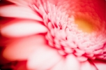 Miurio flower 2
