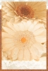 Miurio flower 5